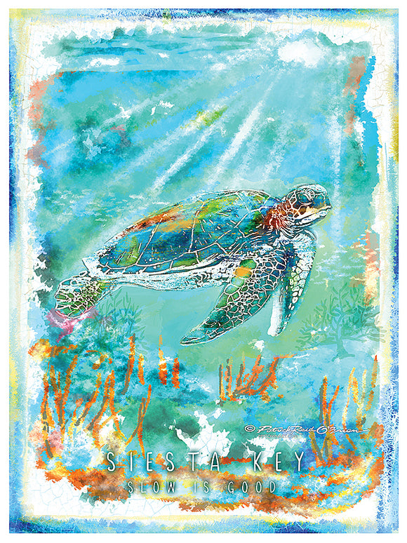 Sea Turtle in the Siesta Key